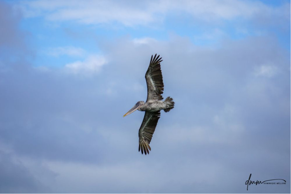 Brown Pelican- Flying 1