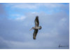Brown Pelican- Flying 1