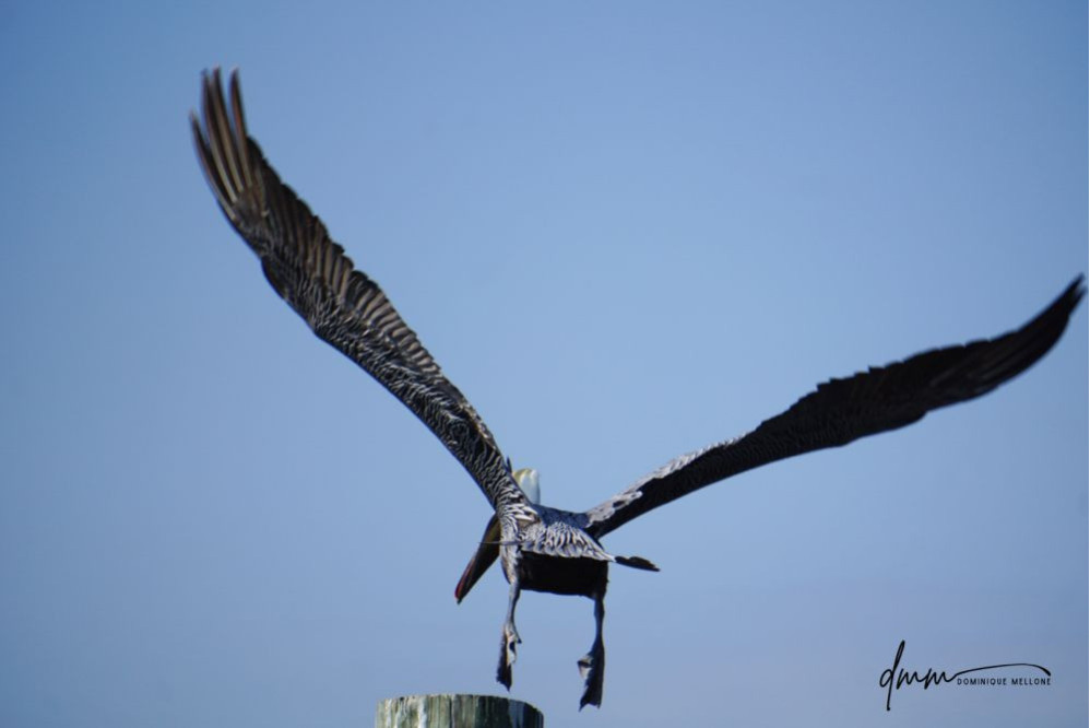 Brown Pelican- Flying 10