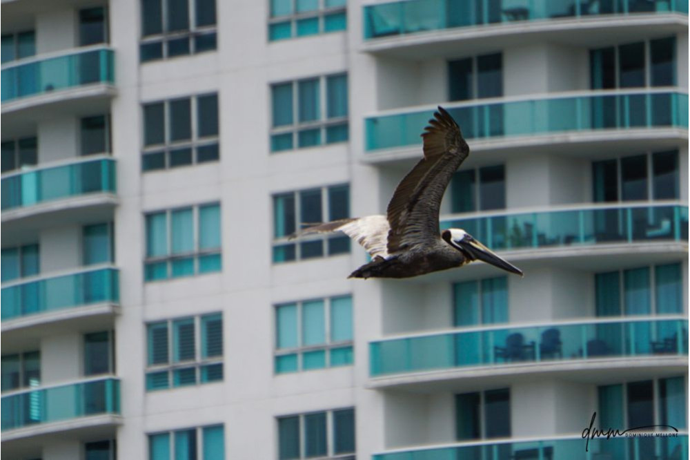 Brown Pelican- Flying 11
