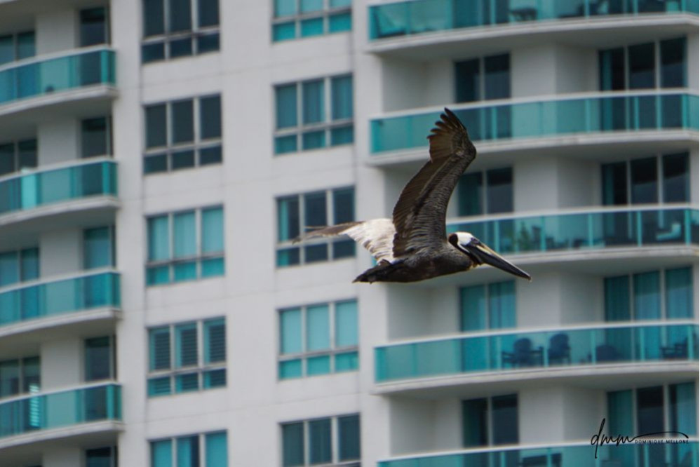 Brown Pelican- Flying 11