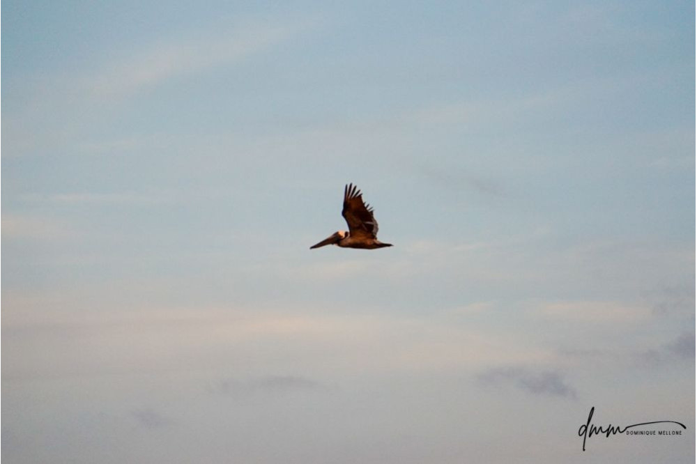 Brown Pelican- Flying 12