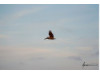 Brown Pelican- Flying 12