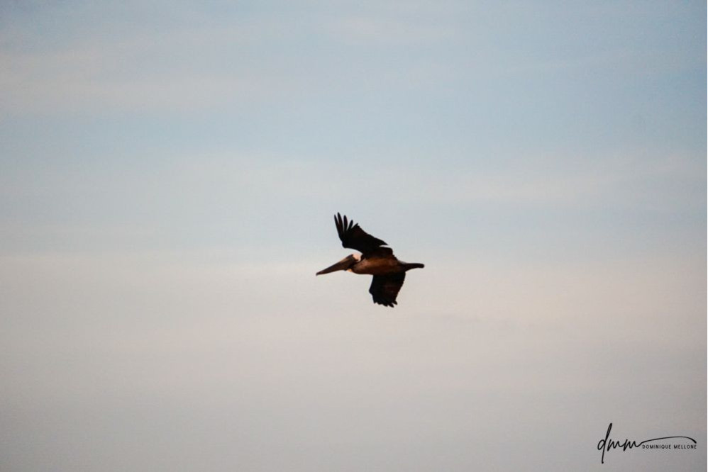 Brown Pelican- Flying 13