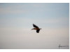 Brown Pelican- Flying 13