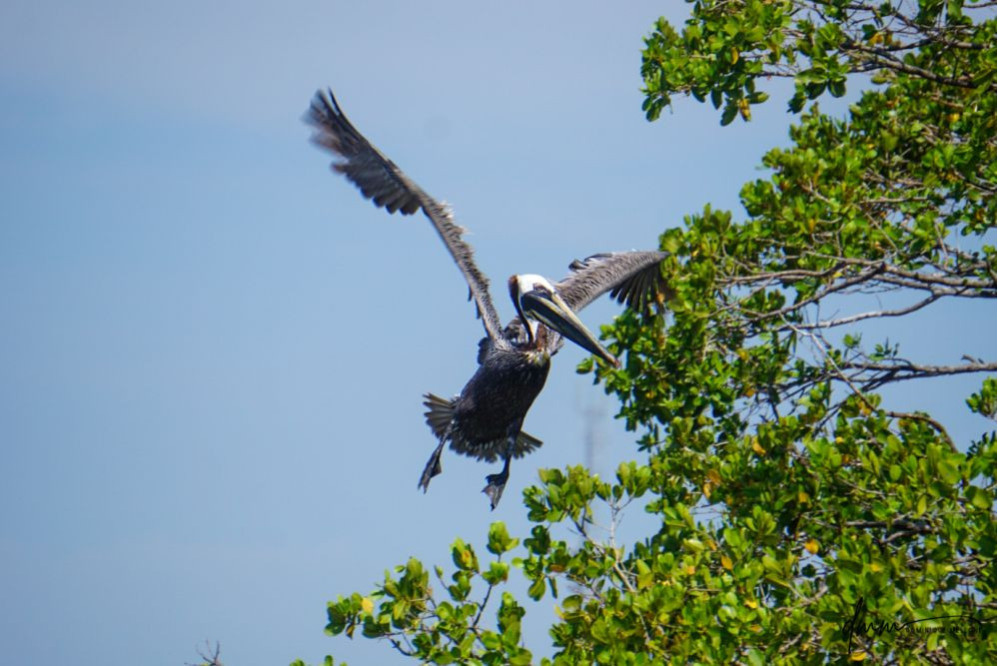 Brown Pelican- Flying 14