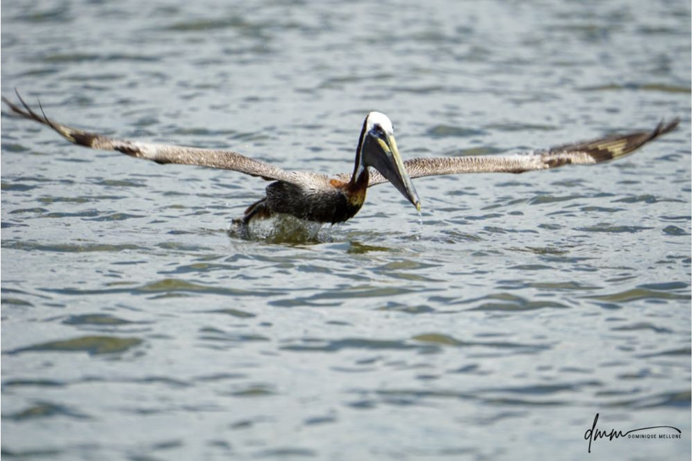Brown Pelican- Flying 15