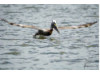 Brown Pelican- Flying 15