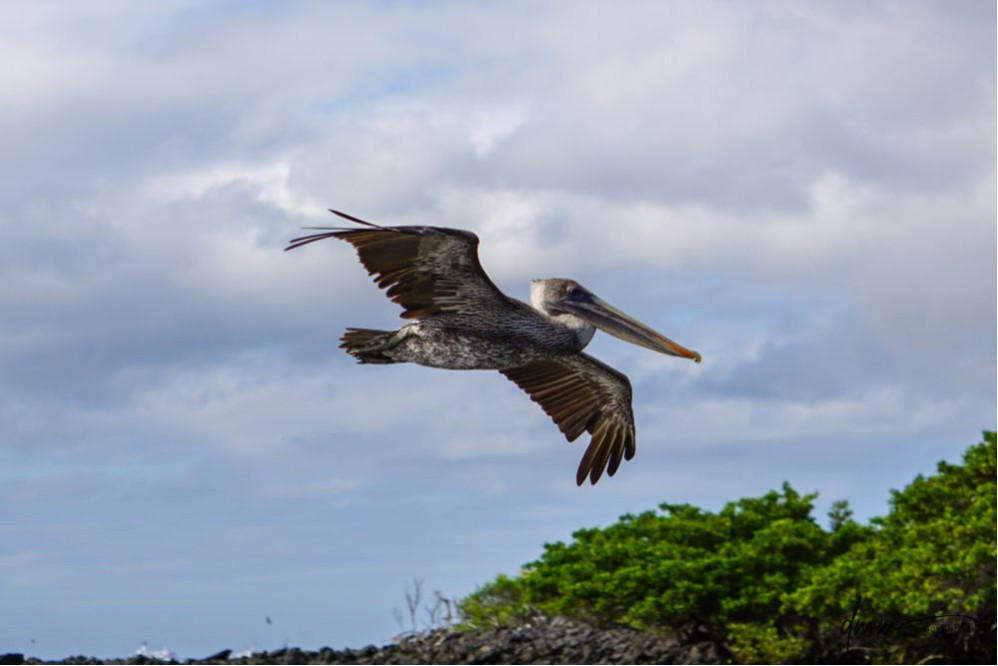 Brown Pelican- Flying 2