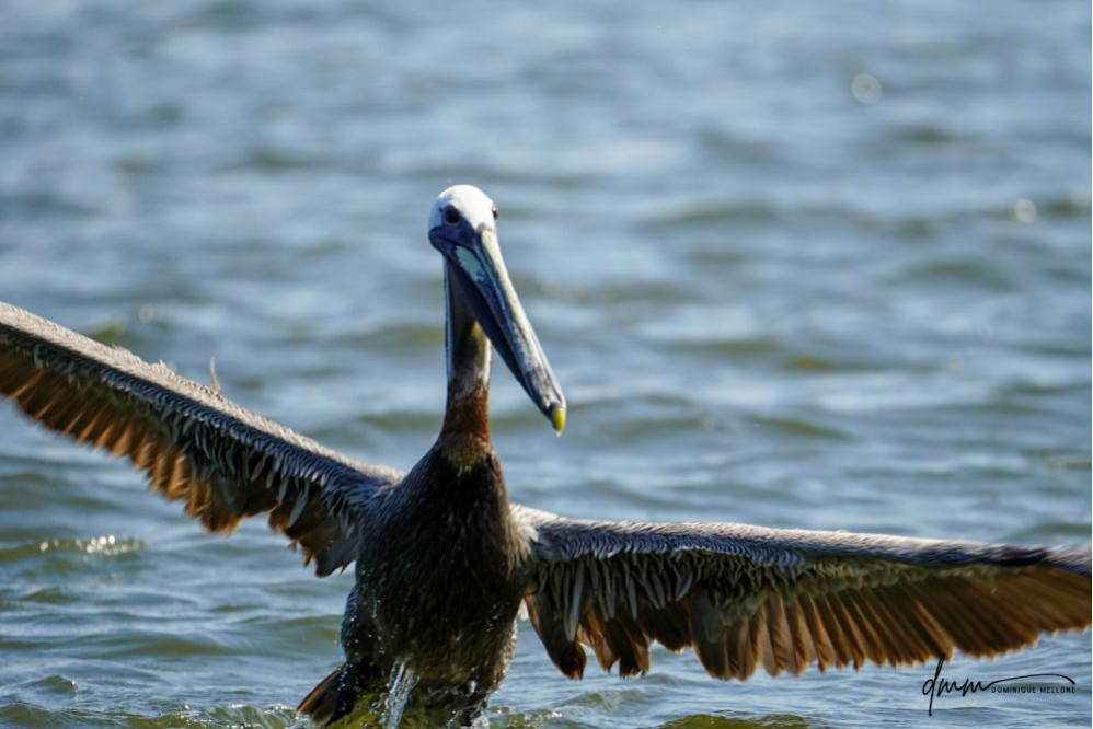 Brown Pelican- Flying 3