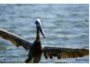 Brown Pelican- Flying 3