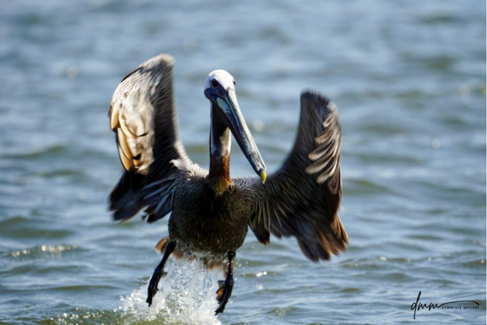 Brown Pelican- Flying 4