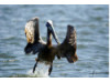 Brown Pelican- Flying 4