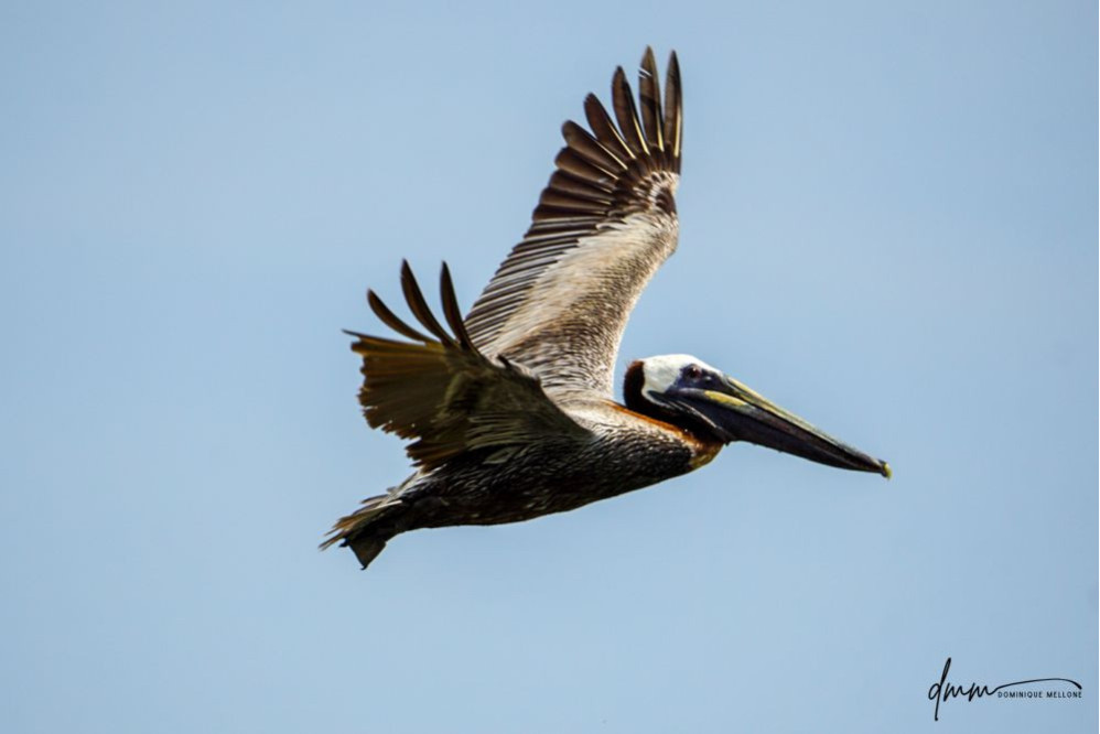 Brown Pelican- Flying 5