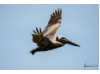Brown Pelican- Flying 5