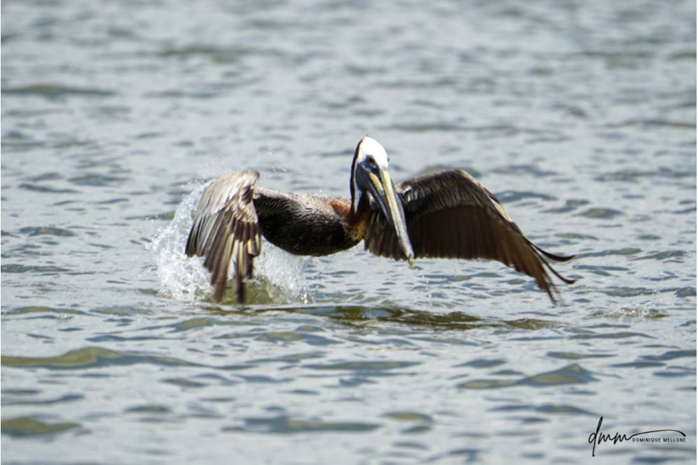 Brown Pelican- Flying 6