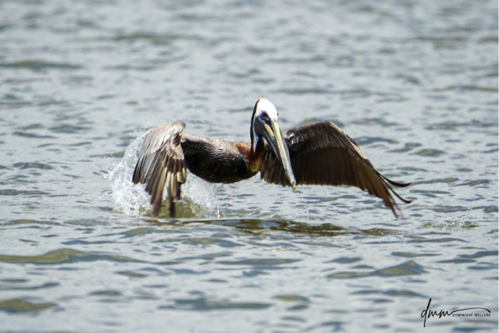 Brown Pelican- Flying 6