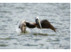 Brown Pelican- Flying 6