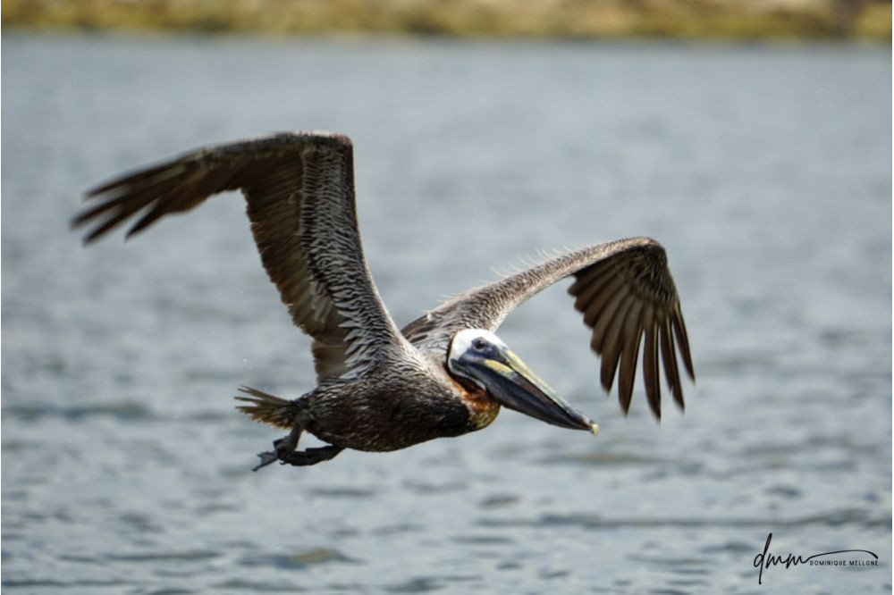 Brown Pelican- Flying 7