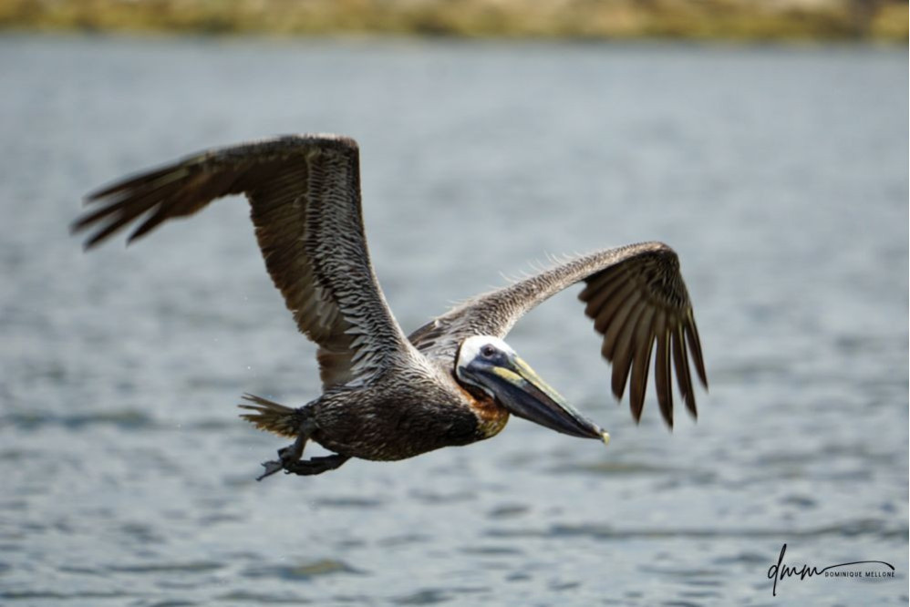 Brown Pelican- Flying 7