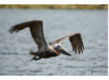 Brown Pelican- Flying 7