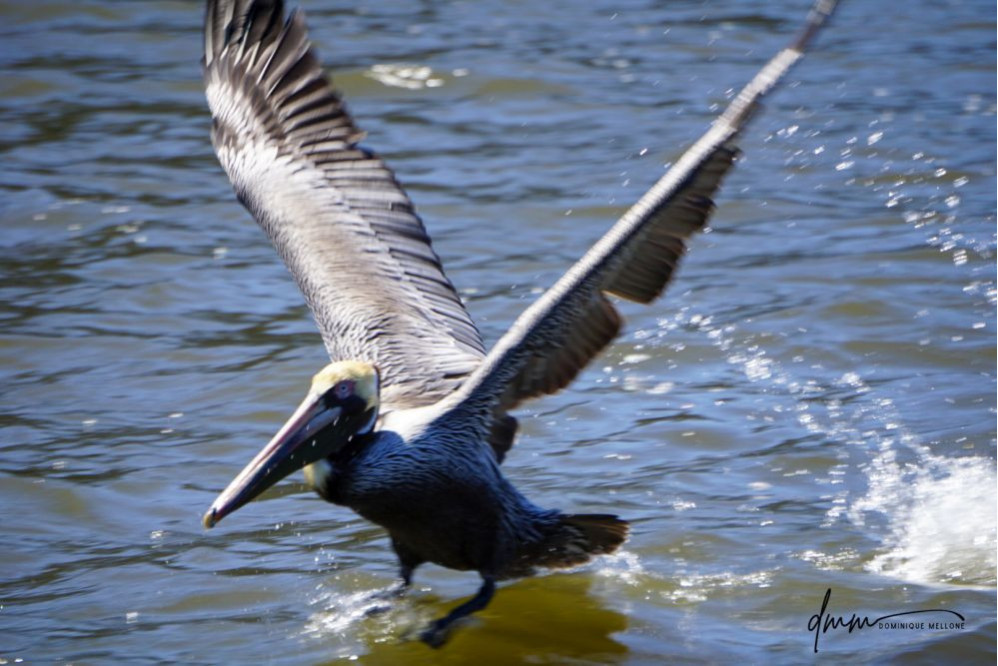 Brown Pelican- Flying 8