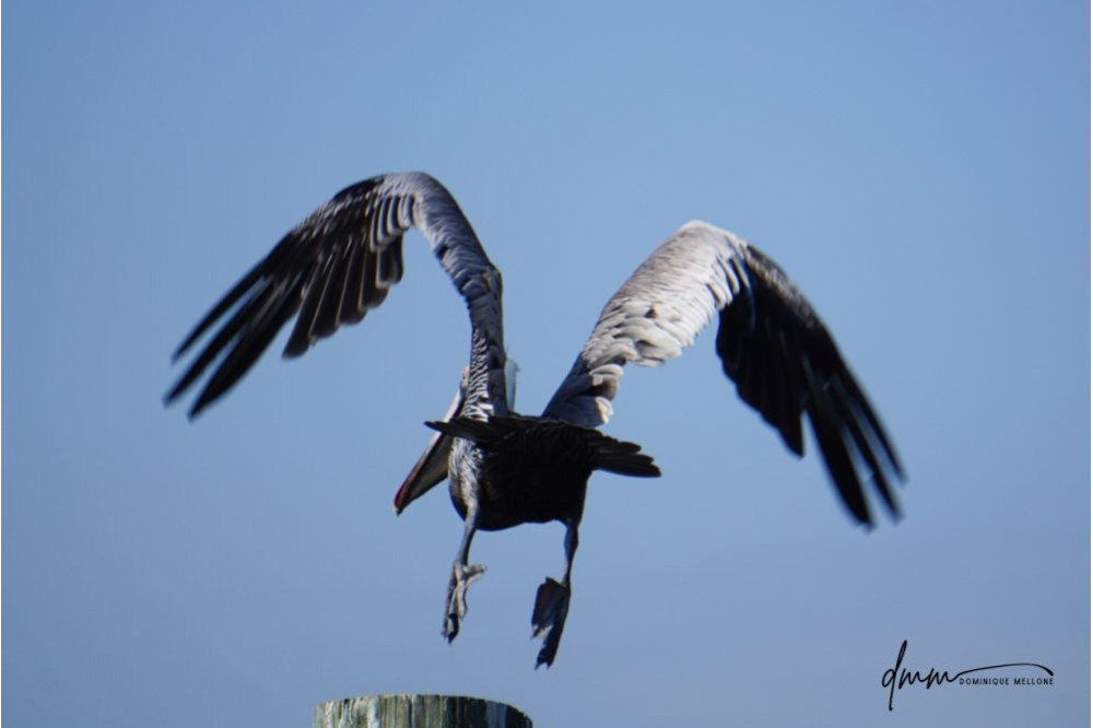 Brown Pelican- Flying 9
