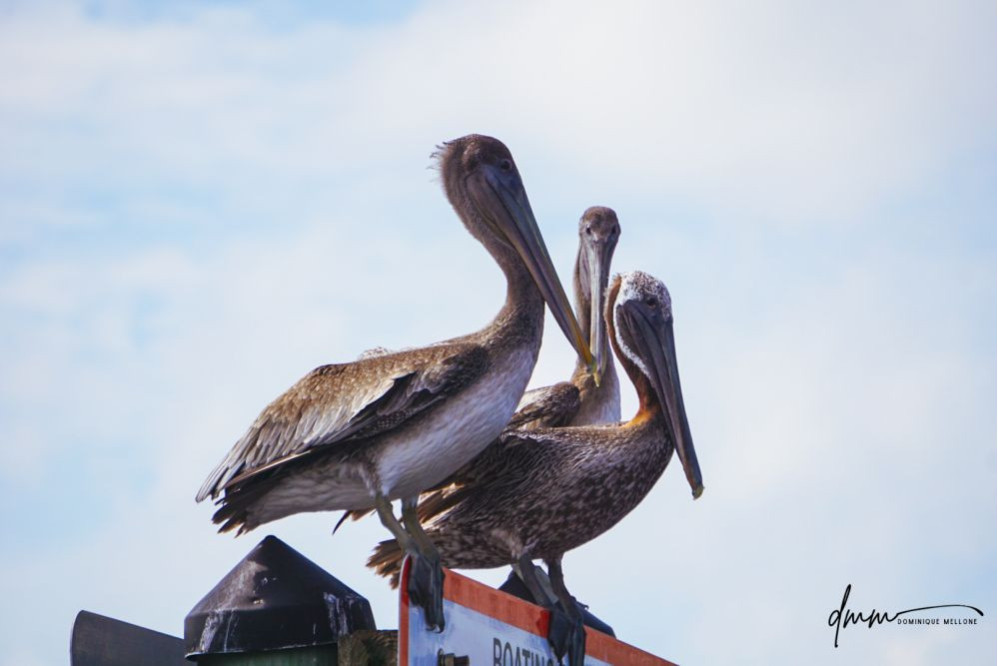 Brown Pelican- Group