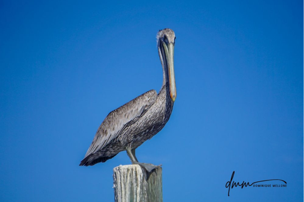 Brown Pelican- On Post 1