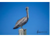 Brown Pelican- On Post 1