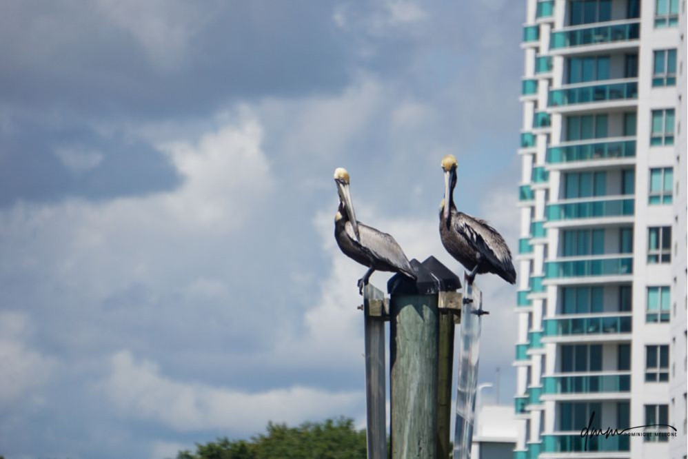 Brown Pelican- On Post 10