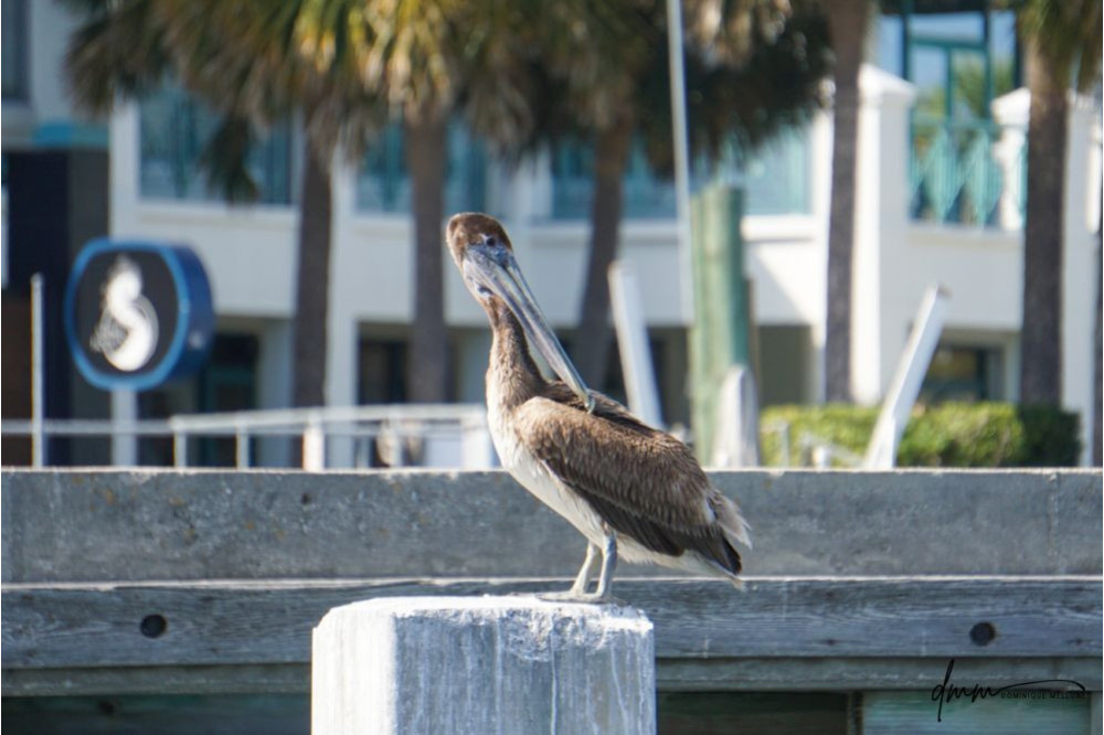 Brown Pelican- On Post 11