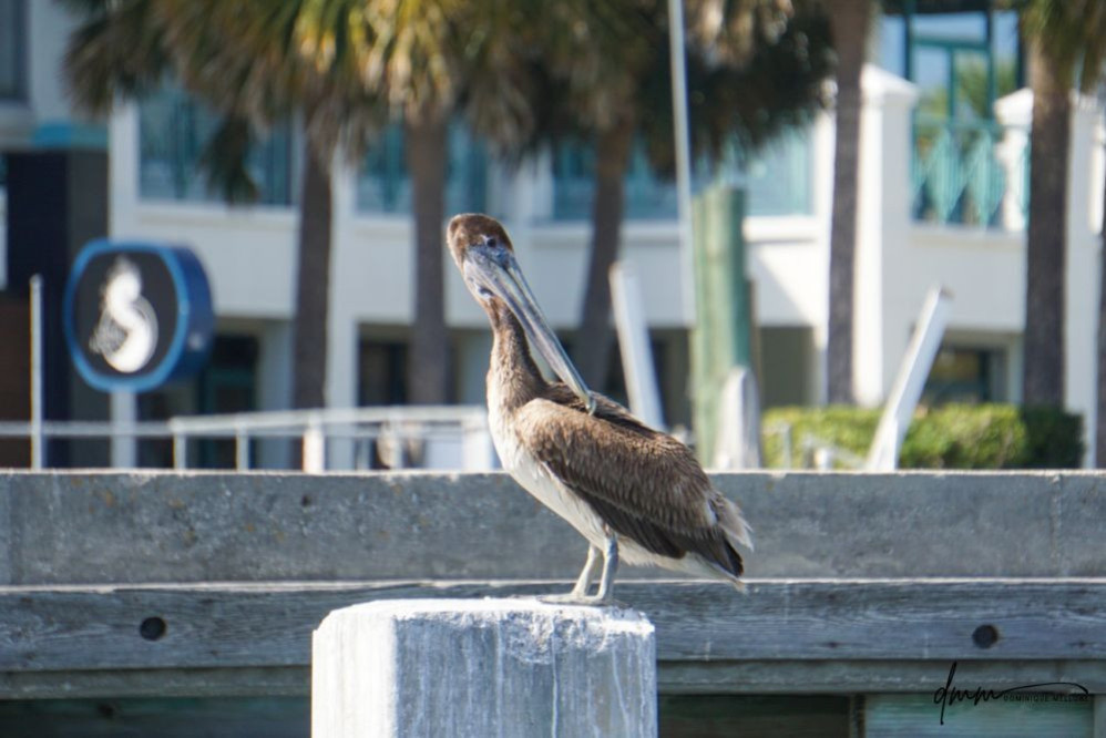 Brown Pelican- On Post 11