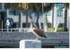 Brown Pelican- On Post 11
