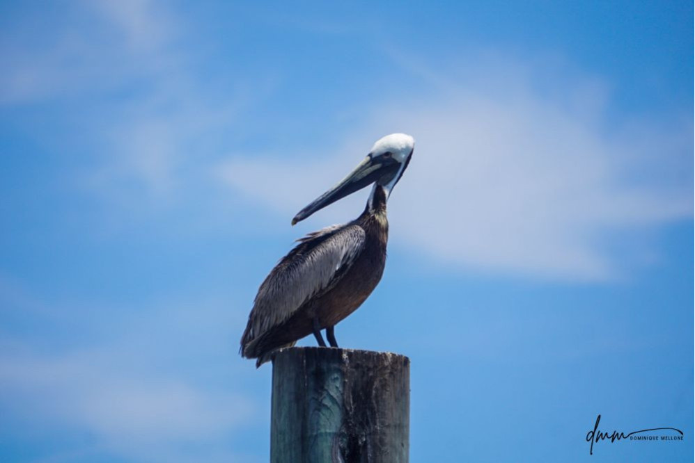 Brown Pelican- On Post 12