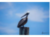 Brown Pelican- On Post 12