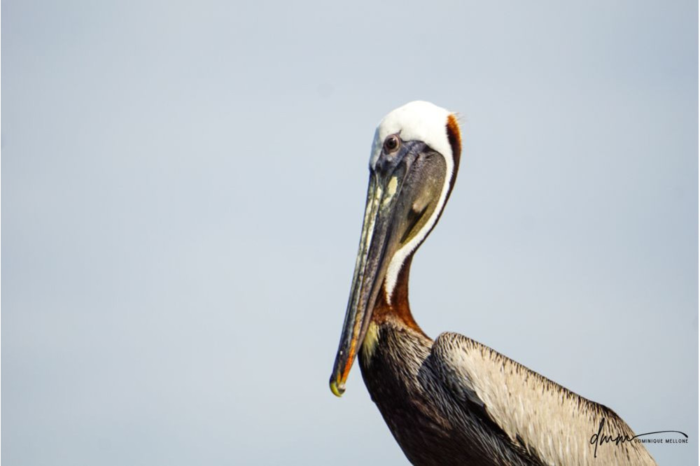 Brown Pelican- On Post 2