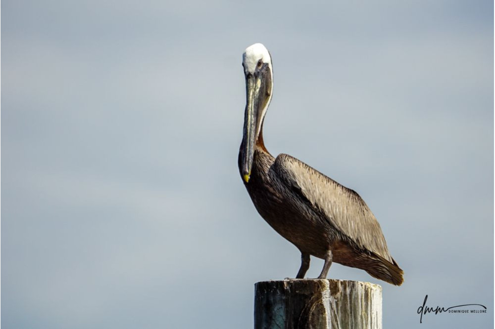 Brown Pelican- On Post 3