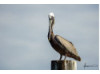 Brown Pelican- On Post 3