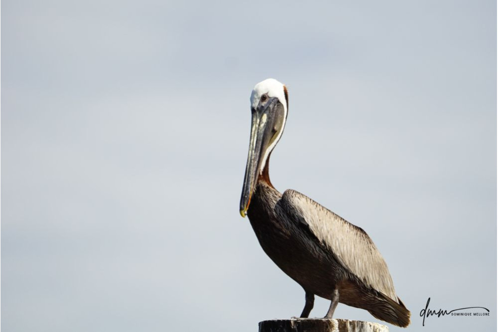 Brown Pelican- On Post 4