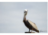 Brown Pelican- On Post 4