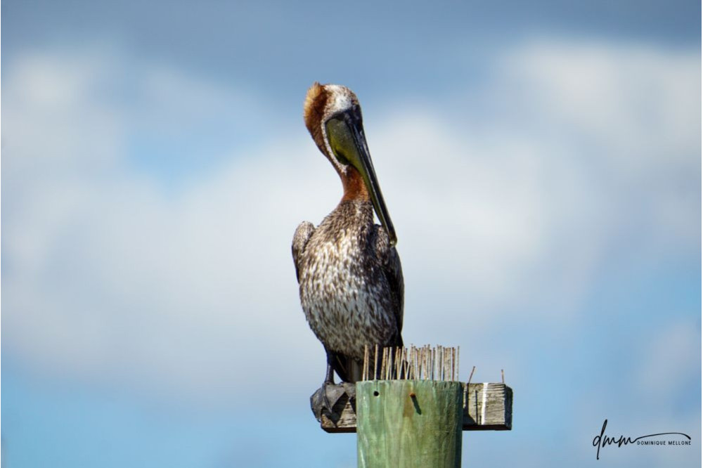 Brown Pelican- On Post 5