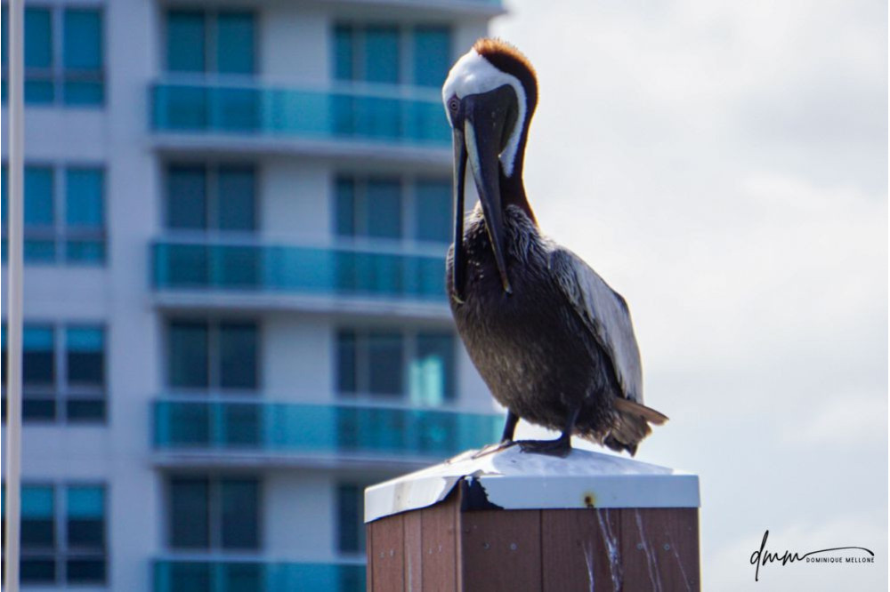 Brown Pelican- On Post 6