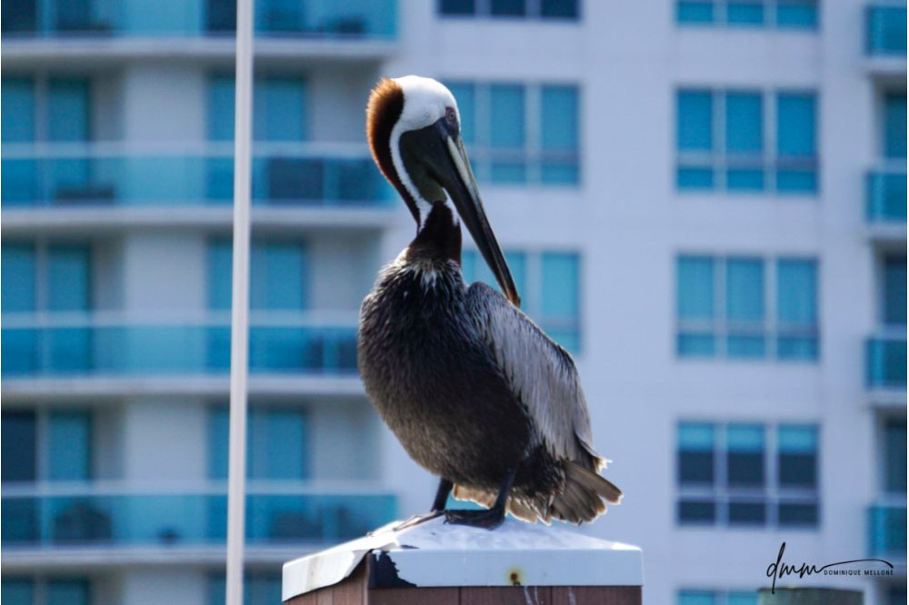 Brown Pelican- On Post 7