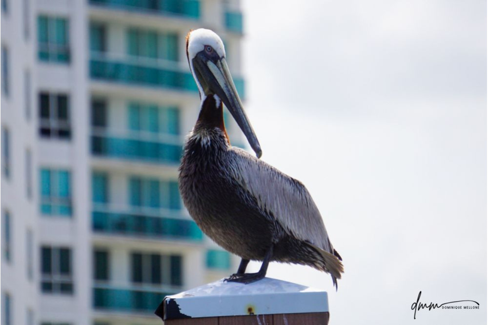 Brown Pelican- On Post 8