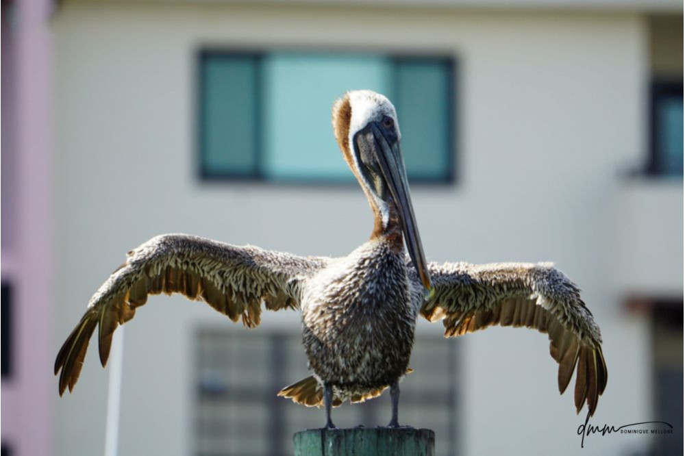 Brown Pelican- On Post 9