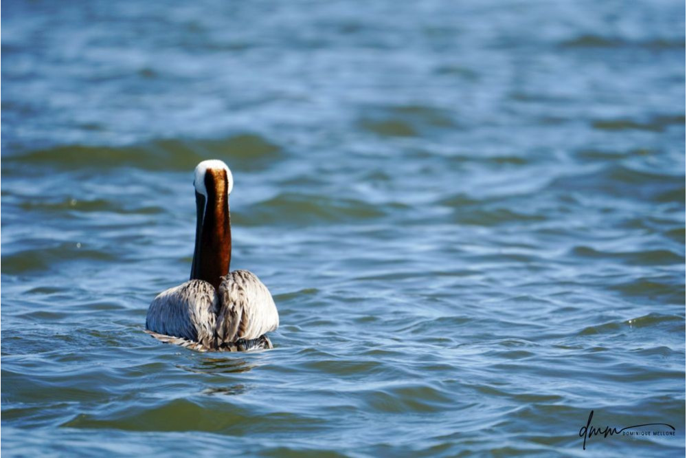 Brown Pelican- Swimming 1