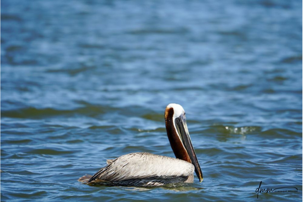 Brown Pelican- Swimming 2