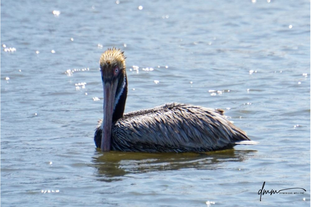 Brown Pelican- Swimming 3