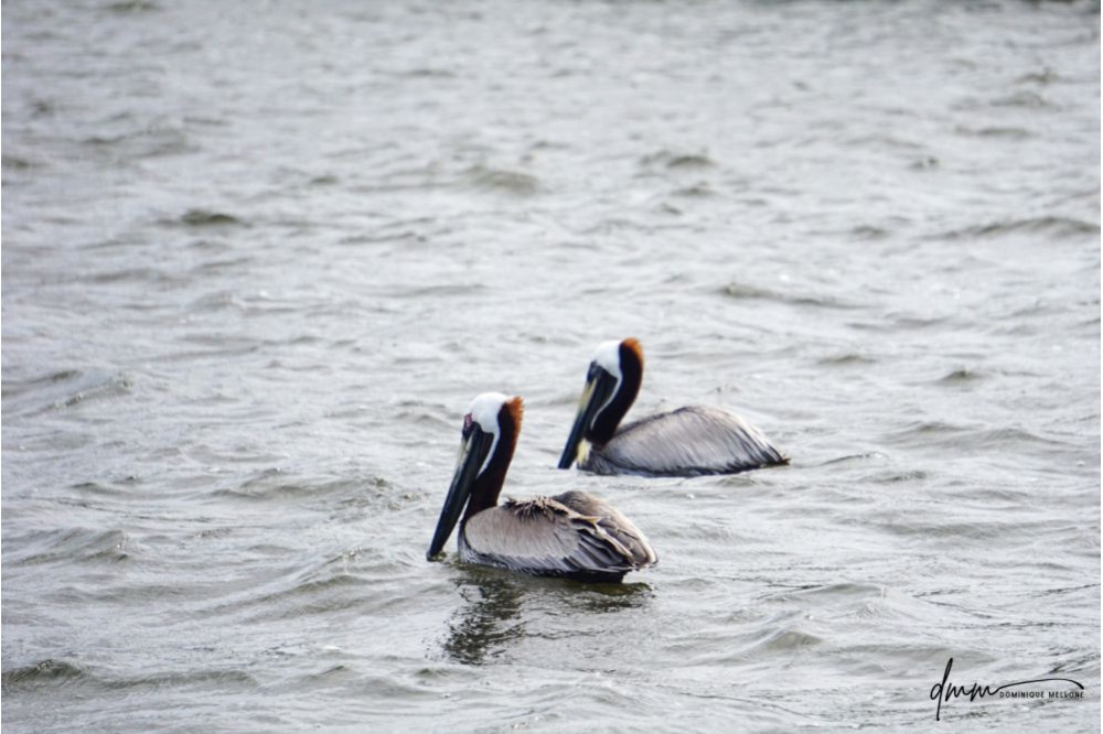 Brown Pelican- Swimming 4